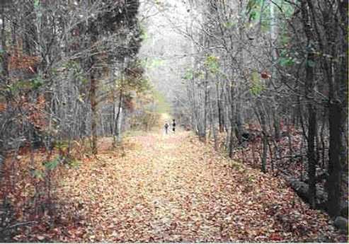 Two people walking through the woods on a leaf-filled path 